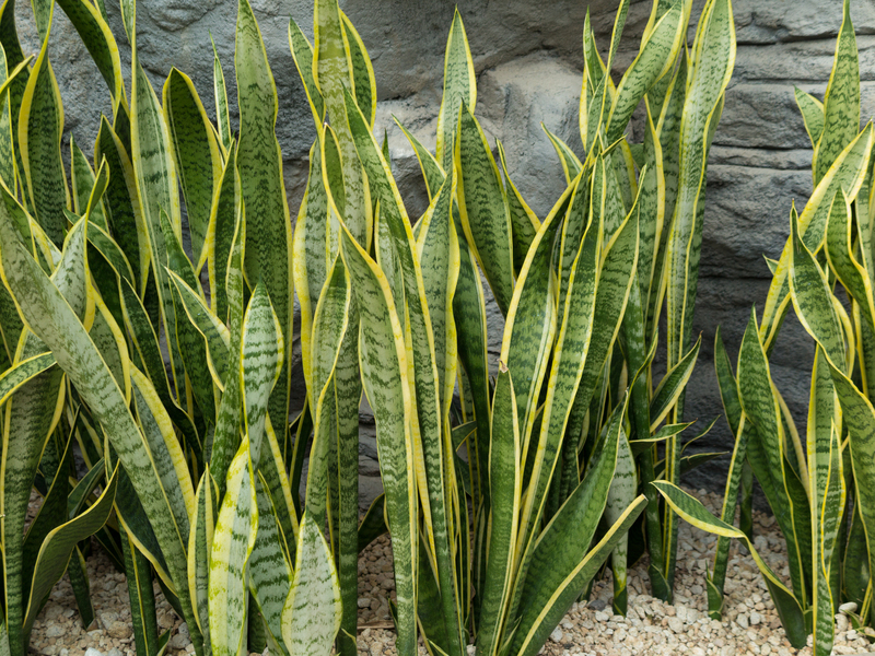 Hedge trimming garden