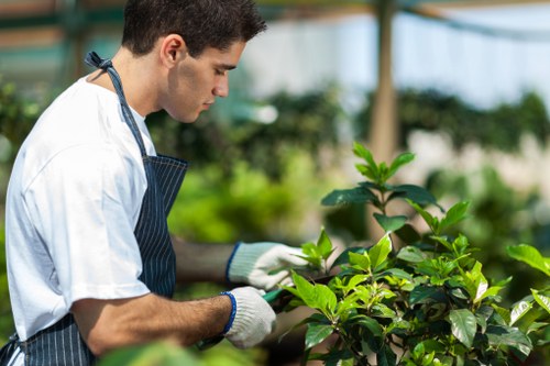 Local gardener providing hedge trimming and lawn maintenance in Blackfen